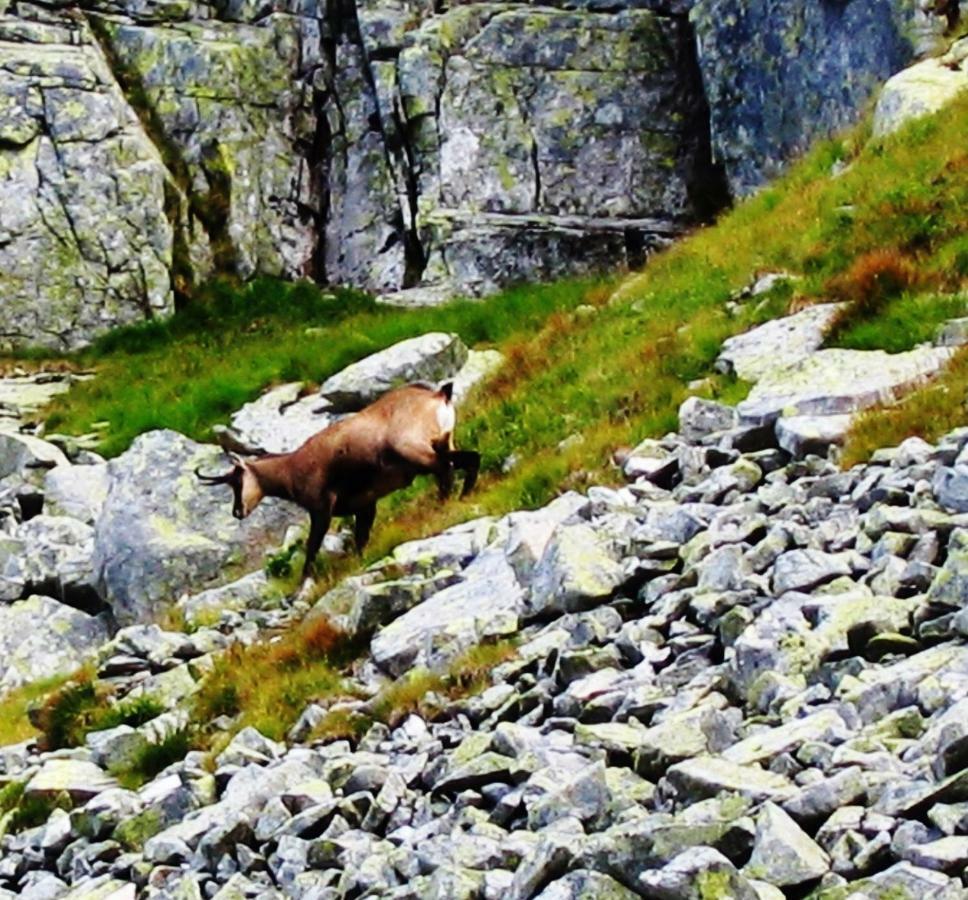 Penzion Alfa Tatry Stará Lesná Kültér fotó